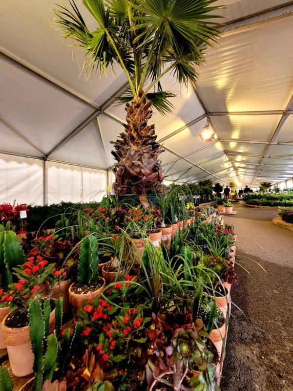 Chapiteau décoration